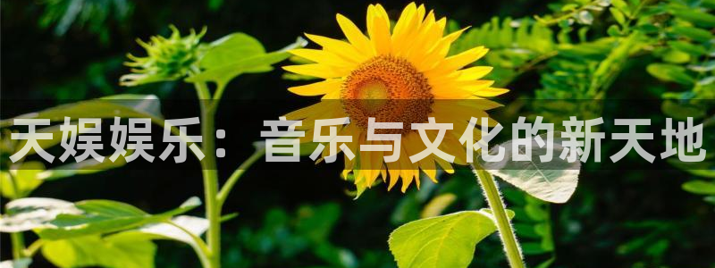 泰达娱乐2体育：天娱娱乐：音乐与文化的新天地